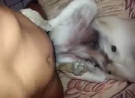 Gay dog used humiliated and fucked hard two dominant rascals jpg x Gay dog sex