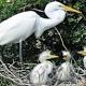 The ugly truth behind those “cute baby bird” Internet memes 