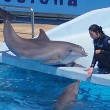 Dolphin fucks girl jpg x Dolphin fucks girl