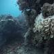 Experts demand more effort to save reefs 