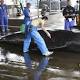 Japan disappointed but conservationists cheer over ICJ's whaling ruling