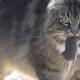 Feral cats in Australia kill 7 animals per day 