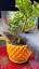 The Art of Bonsai: A Journey into Miniature Horticulture ile ilgili video