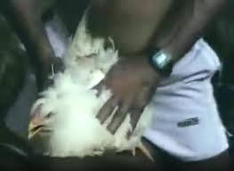 Fucking chicken jpg x Fucking chicken