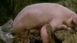 Pig animal sex jpg x Pig fuck girl
