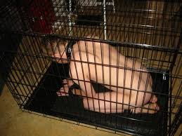 Slave is tied up when she licks cum from dog art collection jpg x Pet slave bondage