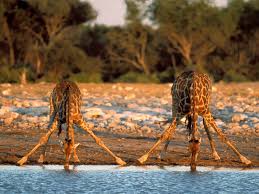do these giraffes have cansado, trabajo, cinco anos or sed?