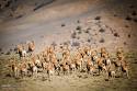 Image result for u202bپارک ملي گلستانu202c