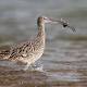 The plight of migratory shorebirds 