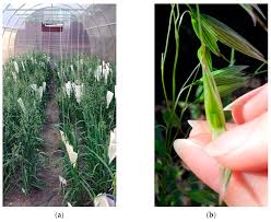 av4 us children|外来語・和製英語