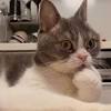 「声を出して笑った」「電車で見ちゃいけない」 猫の反応に反響の ...