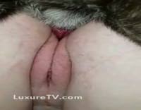 Lisa ann and her big black pussy licking porn gifs at morefunforyou jpg x Fat pussy licking