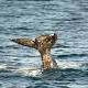 Thar She Blows: Tips To See Whales In Action Off The California Coast 