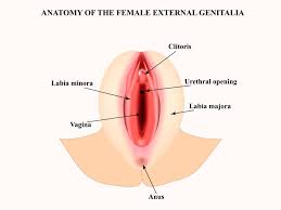 child vulva|Surgical Outcomes of Clitoroplasty in Children with Congenital Adrenal  Hyperplasia and Clitoral Hypertrophy: A 19-Year Experience of a Single  Surgeon