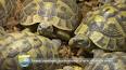 Les merveilles cachées des carapaces de tortues ile ilgili video
