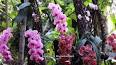The Intriguing World of Orchids: A Floral Masterpiece ile ilgili video
