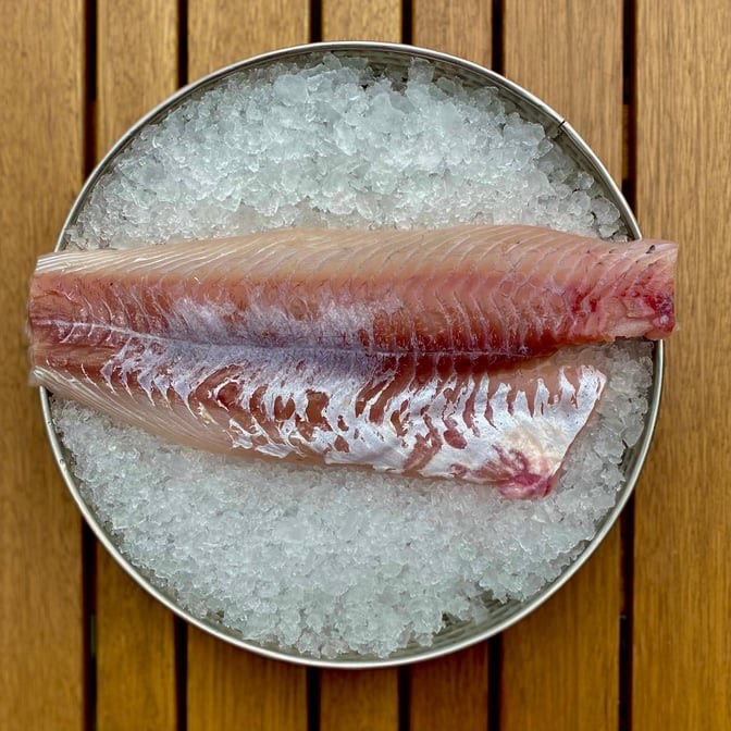 Bluefin by null