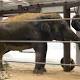 Arthritic Elephant At National Zoo Gets Pachyderm Pedicures And Giant Teva Boots 