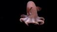 Les créatures marines les plus étranges et les plus fascinantes ile ilgili video