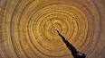 Les arbres de séquoia, des géants centenaires ile ilgili video