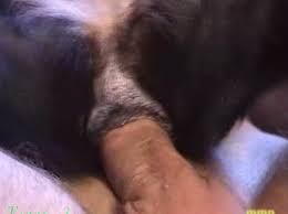 Adog man fucking female husky dog very hard zoophilestracker jpg x Man fuck animal