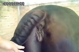 Man fucks squelching horse pussy jpg x Guy fucks horse pussy