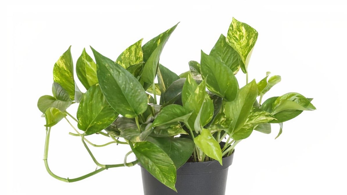 The Botanical Bar by null