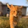 Iowa's Cutest Kitties