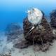 Drowned turtle photo highlights Gold Coast's fishing line problem 