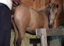 Ehot fucking guy fucks horse jpg x Guy fucks horse