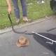 Snake-catcher captures red-bellied black from beneath car near childcare centre 