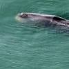 大阪・淀川の迷いクジラ「衰弱して群れからはぐれたのでは ...