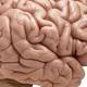 Obesity is wrecking your brain 