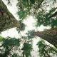 How Do Trees Collaborate? 