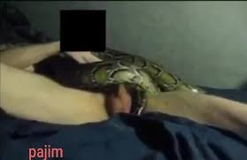 Guy fucks snake porn videos letmejerk jpg x Guy fucks snake