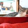 記念切符も販売、22日は「猫の日」
