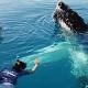 Swim with humpbacks coming to WA 