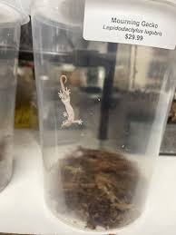 tiny lesbians|Two lesbians standing with little daughter in park Stock Photo - Alamy