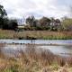 Milestone celebrations for Jerrabomberra Wetlands: Canberra's wildlife ... 