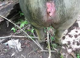 Man fuck pig gaybeast animal sex porn katitube kinky sex jpg x Man fucking pig