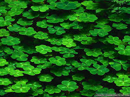 Shamrocks