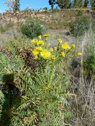Image result for ?علف هرز شير تيغک?&lrm;