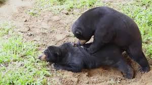 Lea and bear jpg x Bear sex