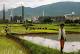 HC assign two district judges as Niyamgiri Gramsabha observers
