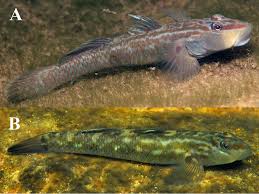 straight shota roadkill|Bulletin of the Kanagawa Prefectural Museum (Natural Science), no.49 /  神奈川県立博物館研究報告（自然科学）49