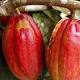 Couple proves cocoa could be grown in northern Ghana