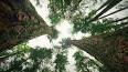O Fascinante Mundo das Árvores Falantes ile ilgili video
