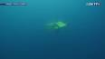 L'essor des drones sous-marins : Transformer l'exploration et la conservation marines ile ilgili video