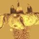 Ancient amber locks floral ancestor of modern plants frozen in time 