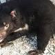 Tasmanian devils create landscape of fear 